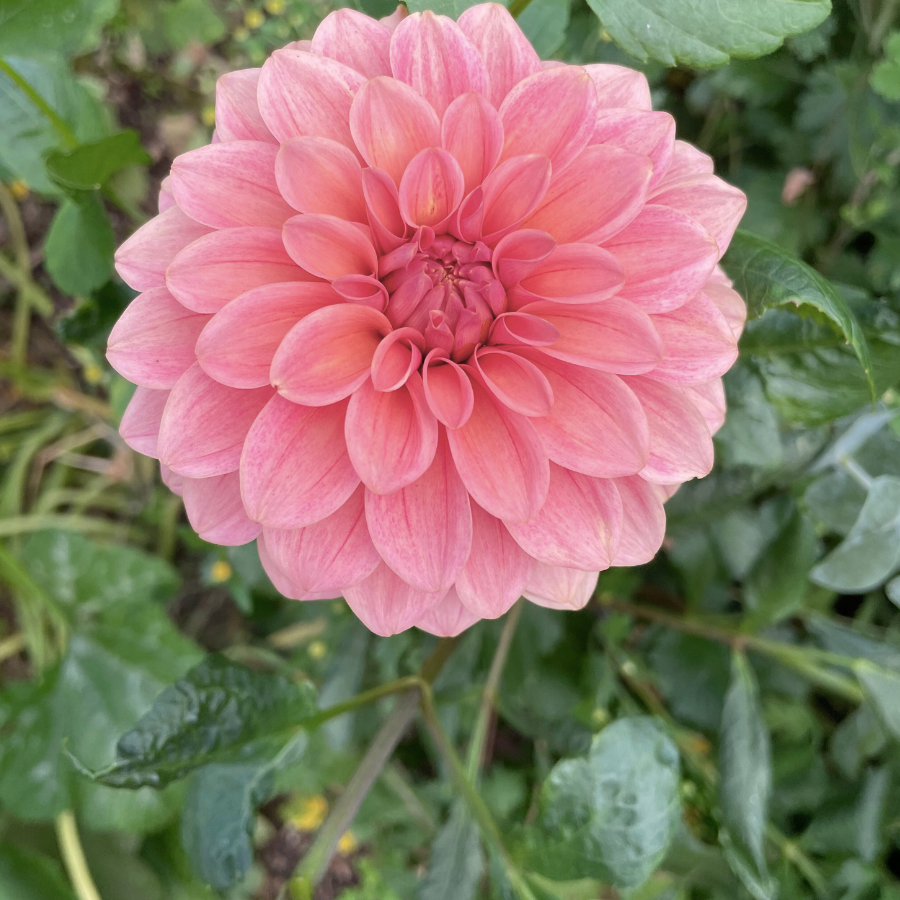 An up-close view of the Sweet Sanne Dahlia Tuber reveals its beautiful array of blush petals and intricate details. This best selling dahlia, available from The Happy Hour Flowers, adds a touch of elegance to any garden collection and is perfect for gardening enthusiasts seeking colorful and easy to grow blooms.