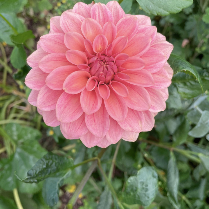 An up-close view of the Sweet Sanne Dahlia Tuber reveals its beautiful array of blush petals and intricate details. This best selling dahlia, available from The Happy Hour Flowers, adds a touch of elegance to any garden collection and is perfect for gardening enthusiasts seeking colorful and easy to grow blooms.