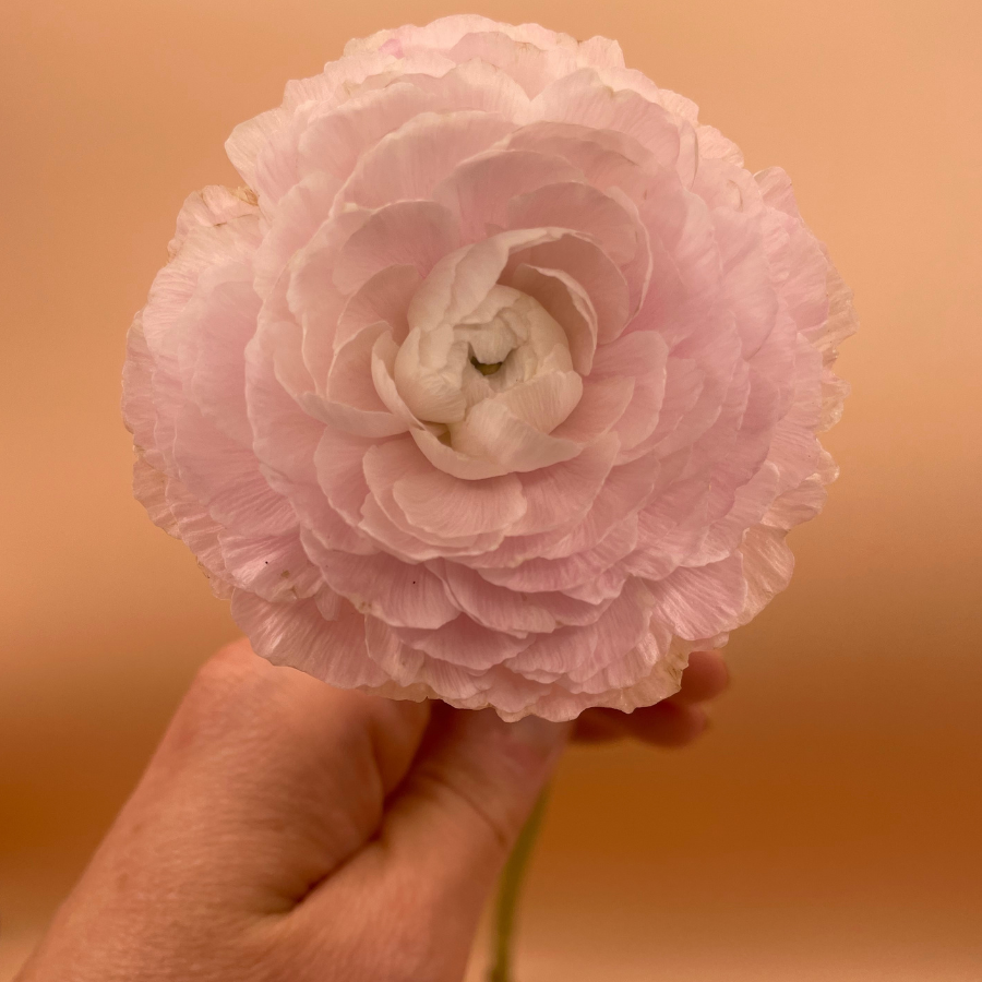 A hand holding a charming pale blush pink ranunculus showcasing the beauty of Clone Ranunculus Corms; Ginette. Ideal for floral arrangements, these Ginette Blush Pink Ranunculus corms for sale are a florist favorite.
