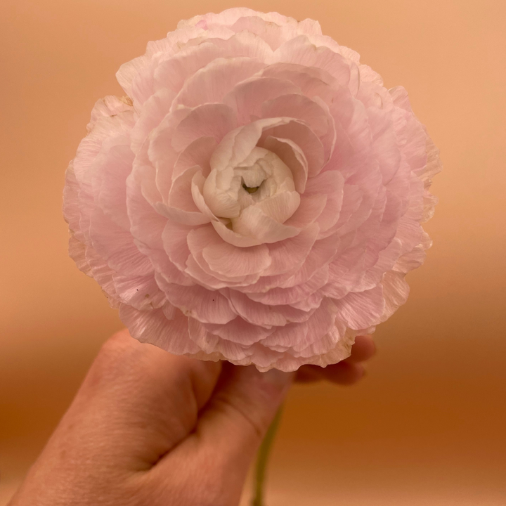 A hand holding a charming pale blush pink ranunculus showcasing the beauty of Clone Ranunculus Corms; Ginette. Ideal for floral arrangements, these Ginette Blush Pink Ranunculus corms for sale are a florist favorite.
