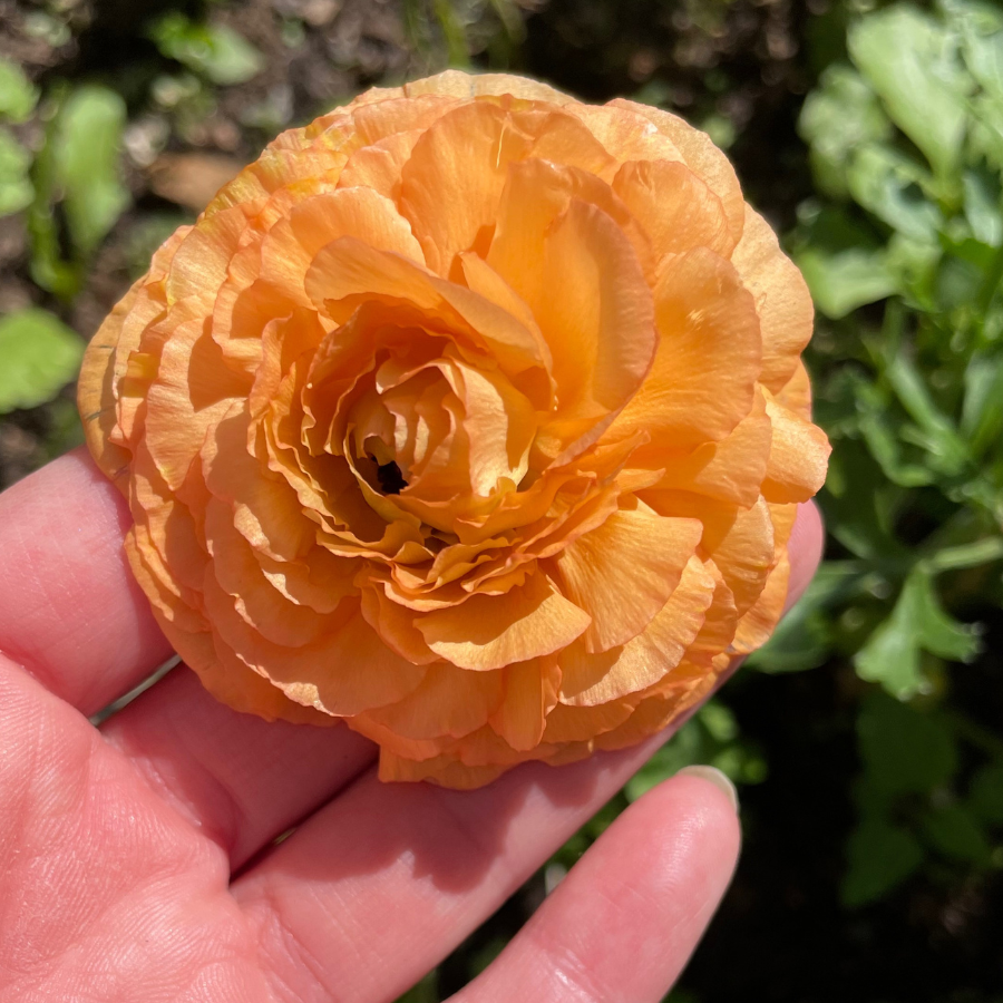 Success Cloni Ranunculus Corms; Honey- Pack of 5