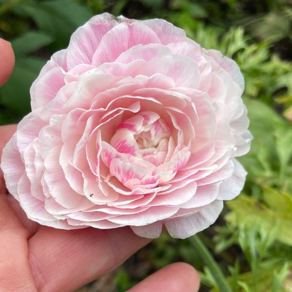 Amandine Ranunculus Corms; Porcelaine- Pack of 10