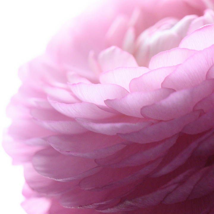 Soft pink petals of an amandine ranunculus flower, delicately layered and beautifully illuminated, showcasing its natural elegance.