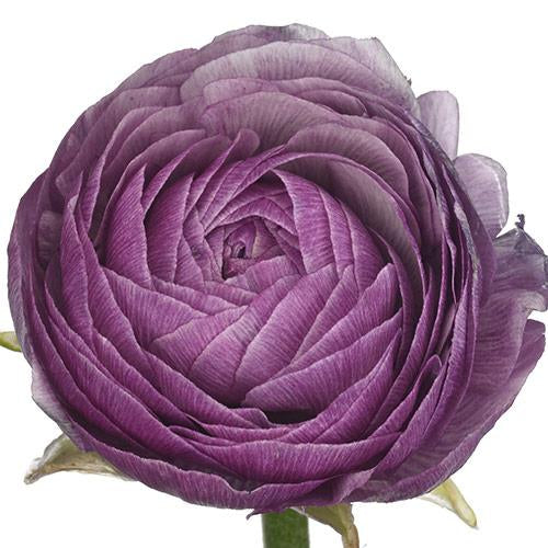 Purple Jean ranunculus