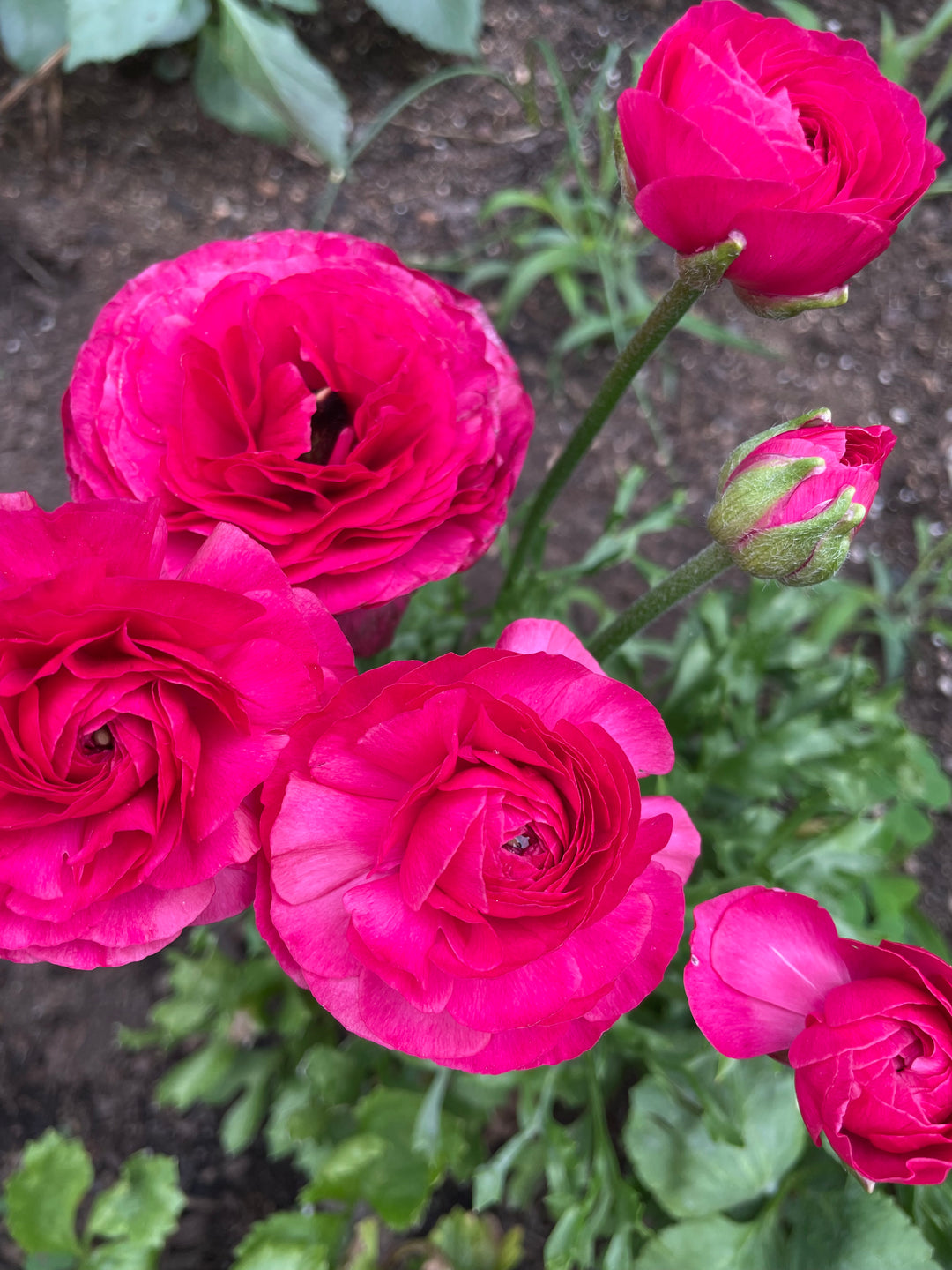 Mercury pink Romance Ranunculus