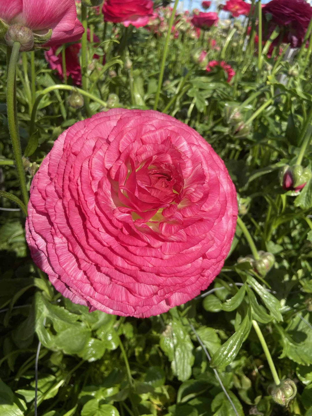 Mercury pink Romance Ranunculus