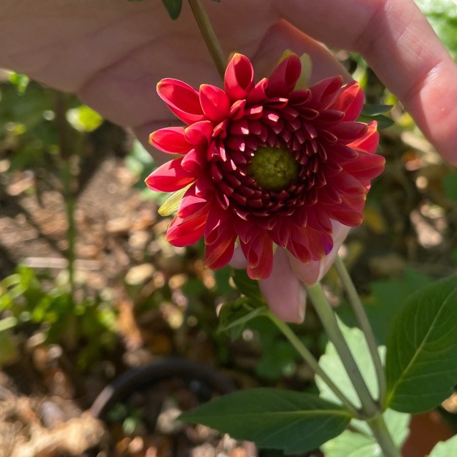 A delightful huddle of Copper Boy Dahlias from The Happy Hour Flowers, showcasing their remarkable deep tones of burgundy and plum. This easy to grow flower bulb variety makes for an excellent choice for creating beautiful, multicolored outdoor plant collections.