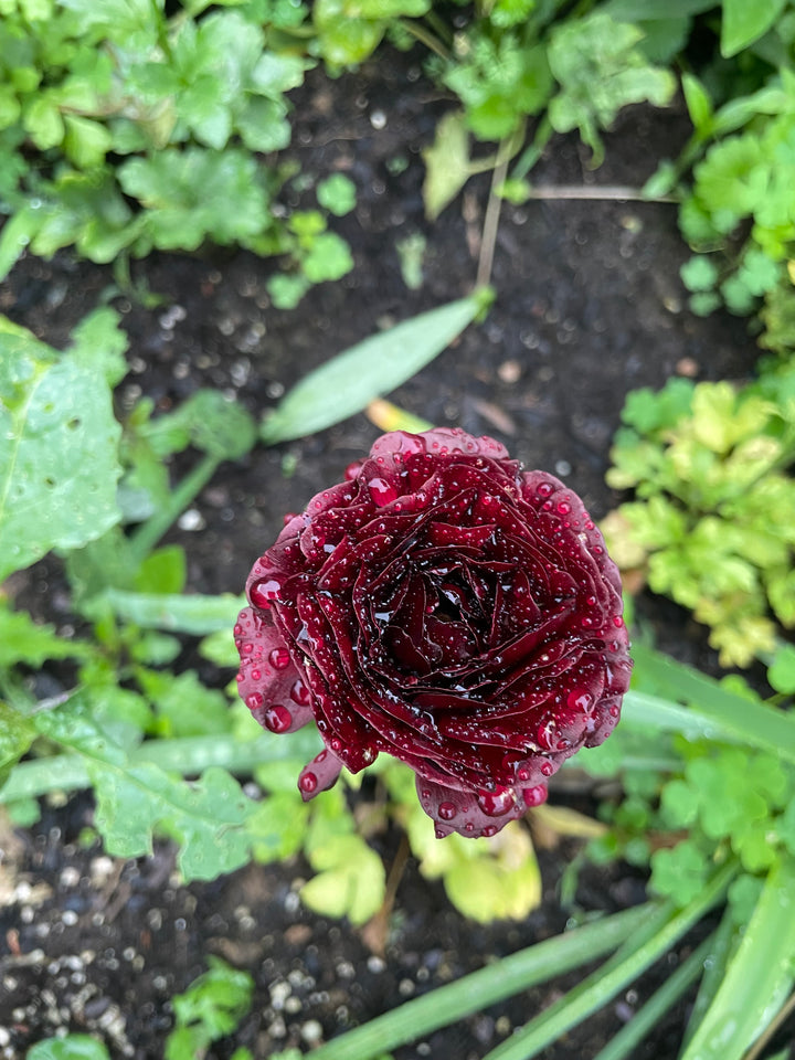 Romance Ranunculus Perigord