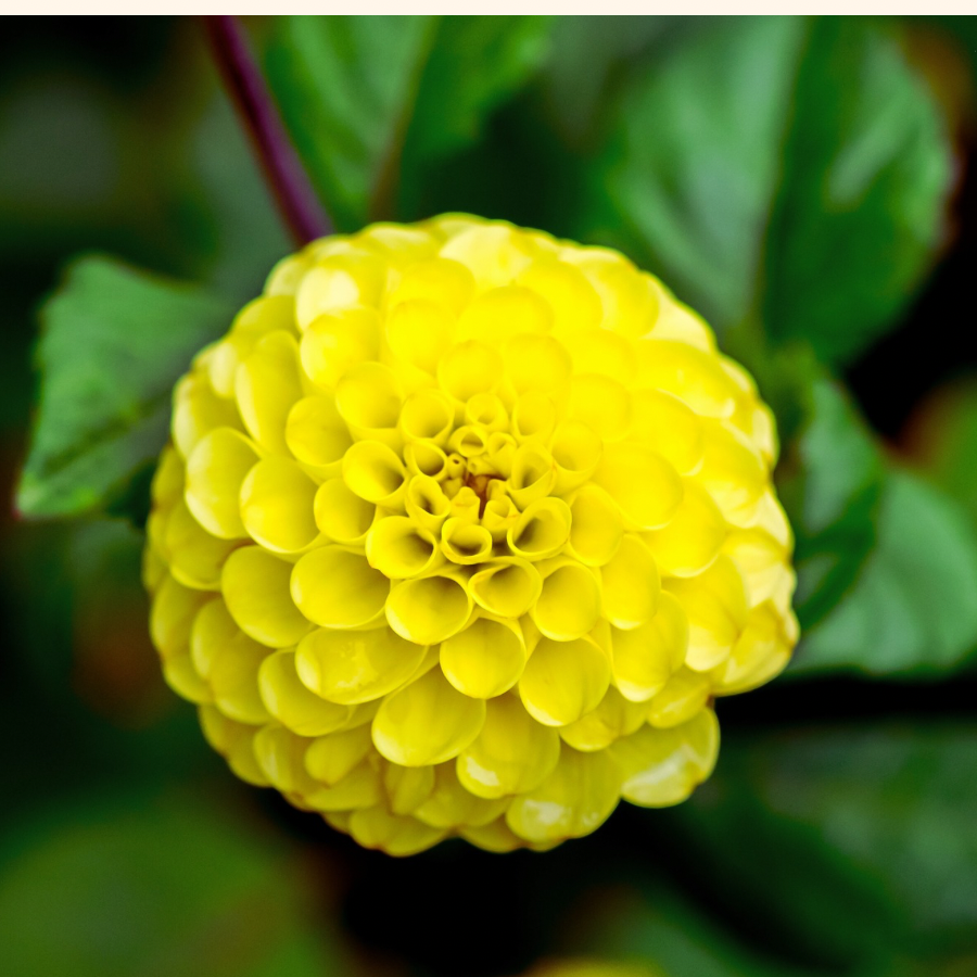 Another perspective of a Buttercup Dahlia from The Happy Hour Flowers, capturing its detailed yellow petals. This image symbolizes the grace of the Tangerine Dream Dahlia Tubers and embodies the essence of colorful flowers that make outdoor spaces vibrant. Perfect for passionate gardeners looking for easy-to-grow varieties.