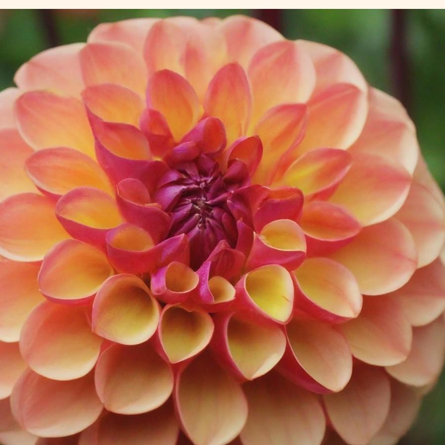 Close-up of a stunning Chapeau Bas Dahlia Tuber in shades of pink and orange, highlighting intricate petal formations from The Happy Hour Flowers.