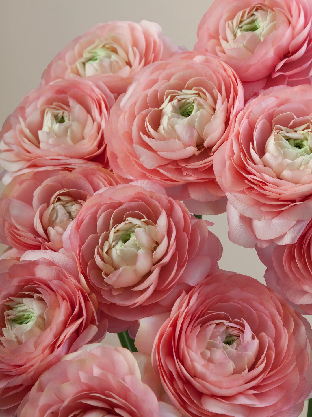 ranunculus grand pastel