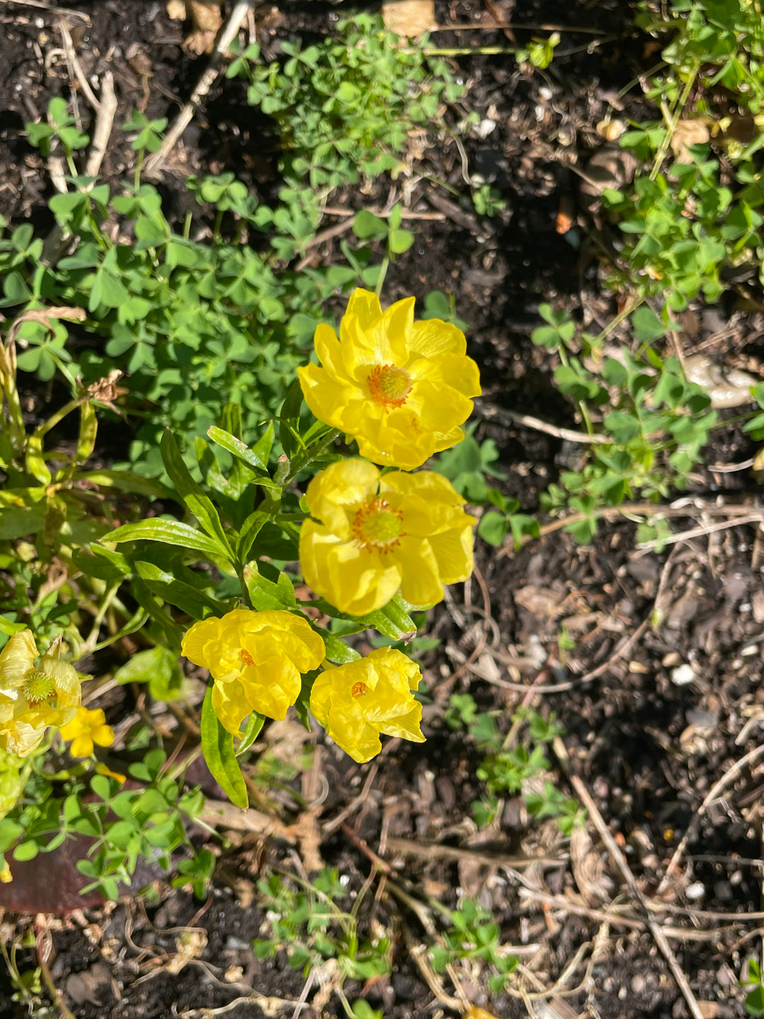 some yellow flowers are growing in the dirt