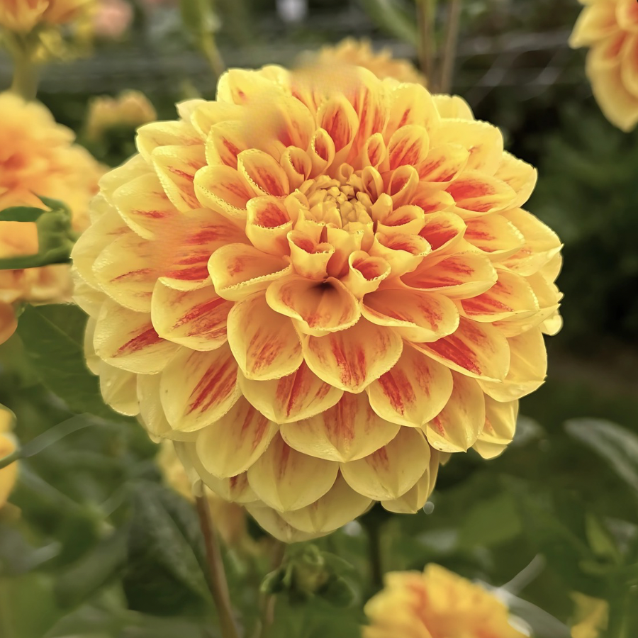 A close-up of a blooming yellow and orange Cape Town Dahlia flower, showcasing its rich colors and textures, provided by The Happy Hour Flowers, representing the Cape Town Dahlia Tuber.