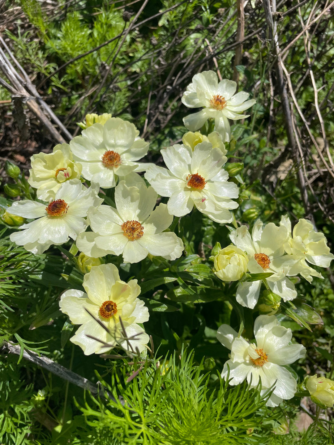 a bunch of flowers that are in the grass