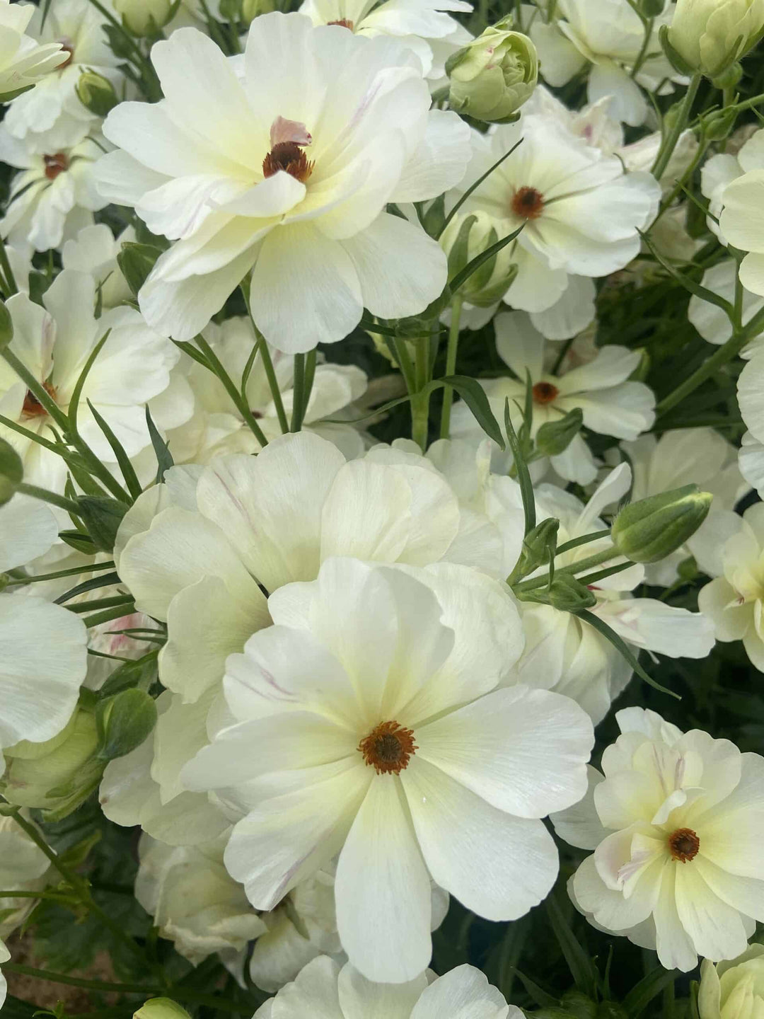 a bunch of white flowers that are blooming