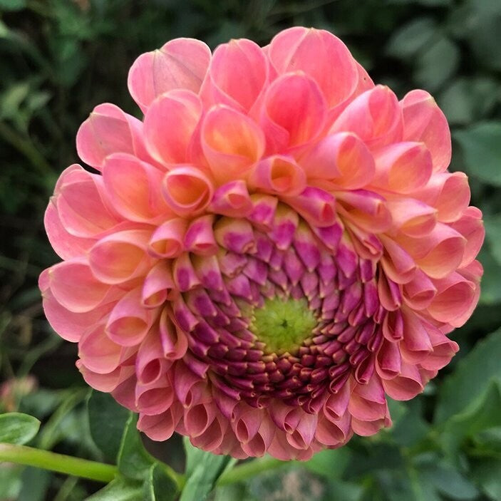 Jowey Linda Pink apricot Ball Dahlia