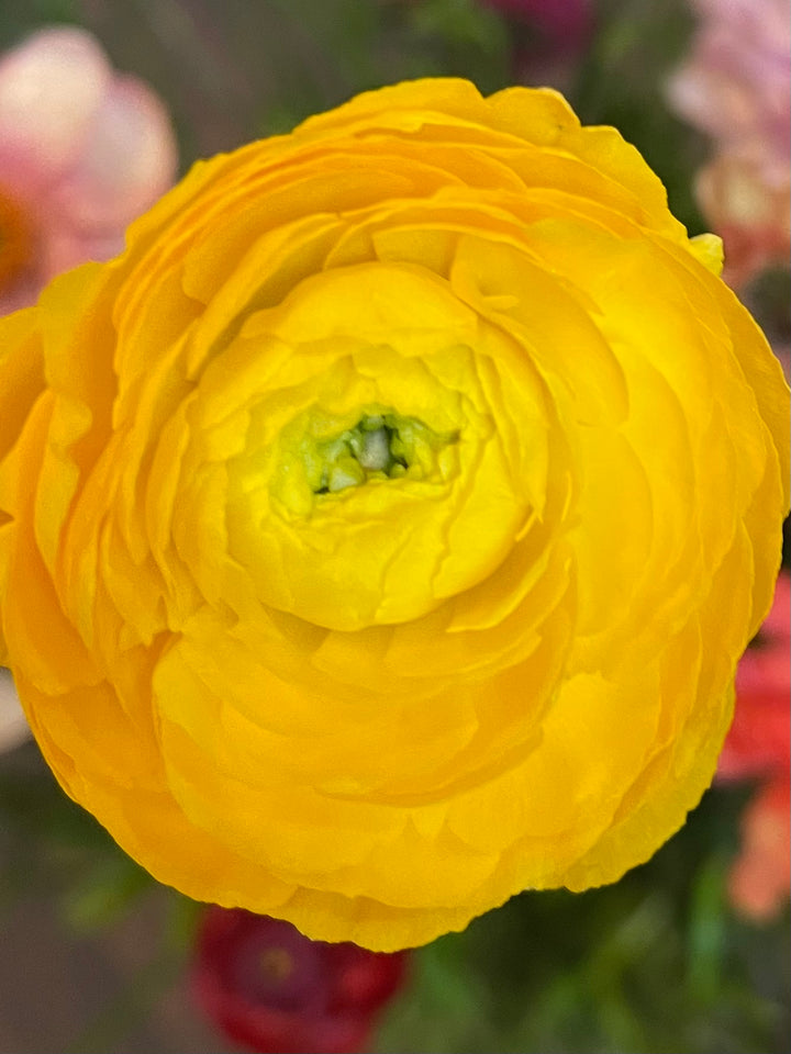 Gold Yellow Amandine Ranunculus for sale