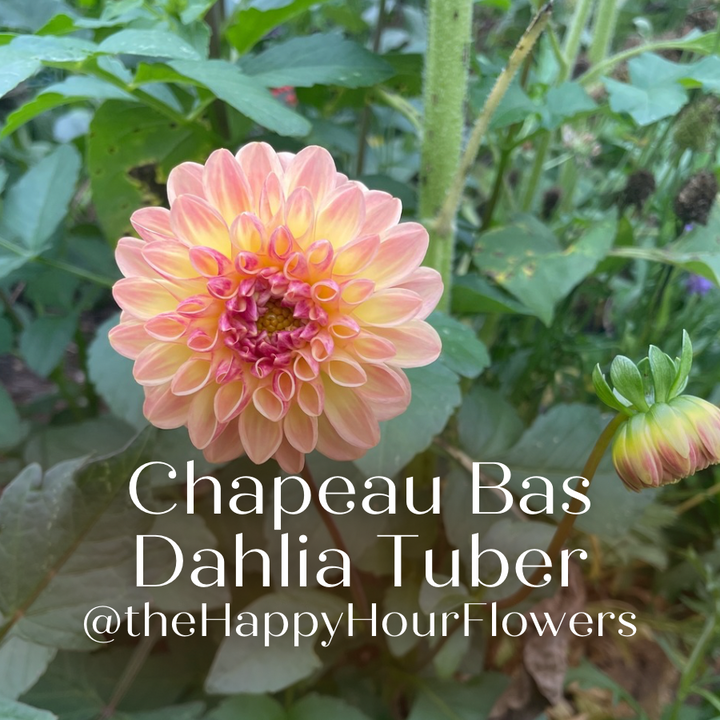 Chapeau Bas Dahlia Tuber in bloom surrounded by leafy greens, with a label showcasing it as a product of The Happy Hour Flowers.