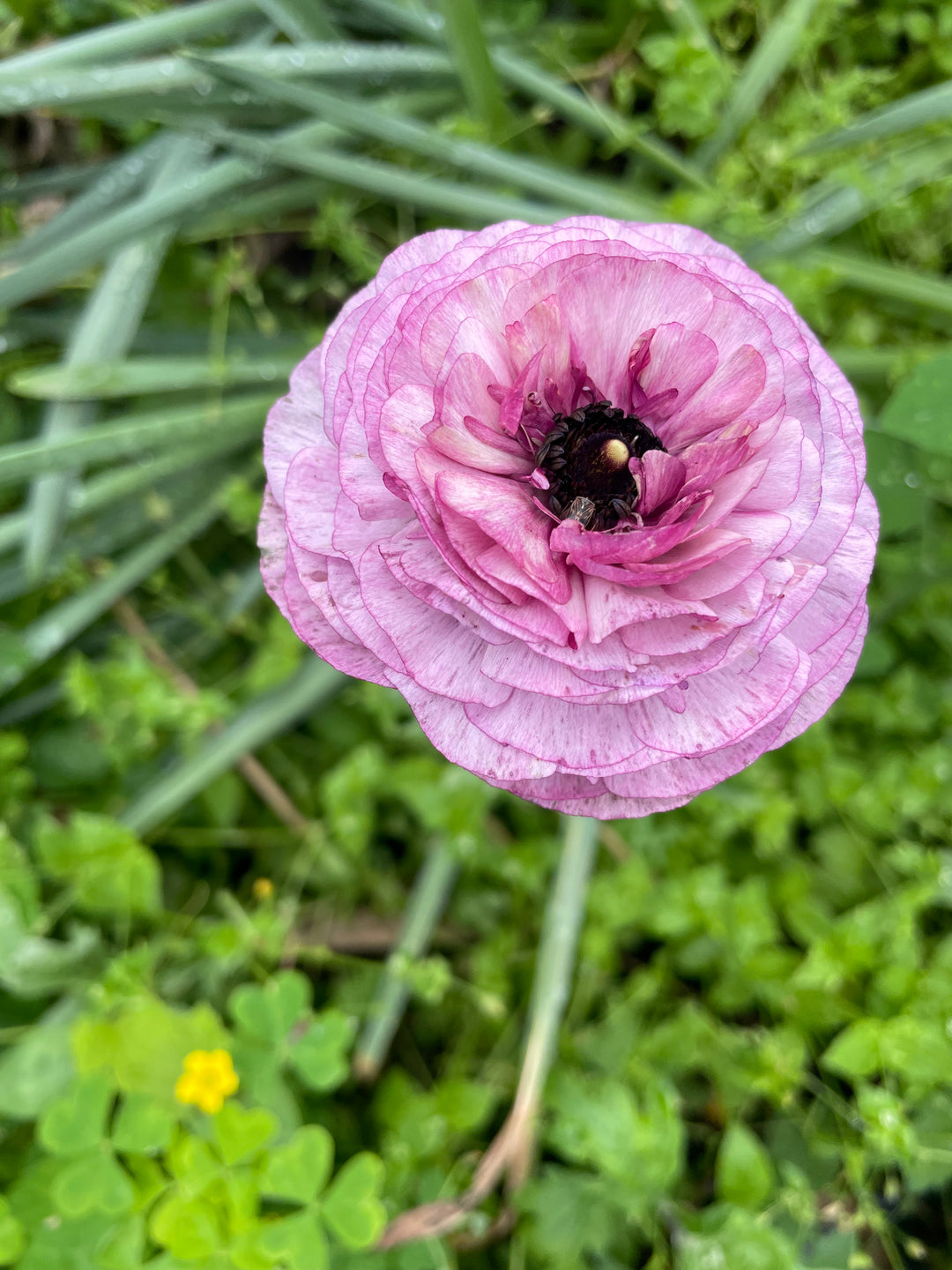 Romance Ranunculus Loubeyres