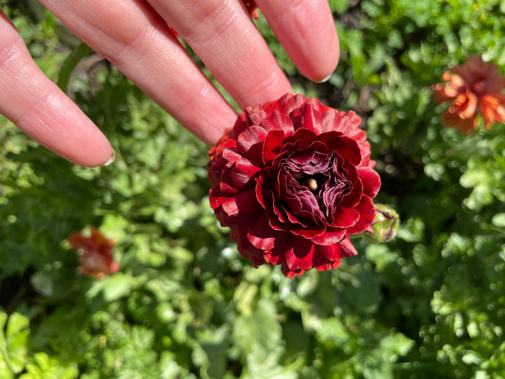 a person holding a red flower in their hand