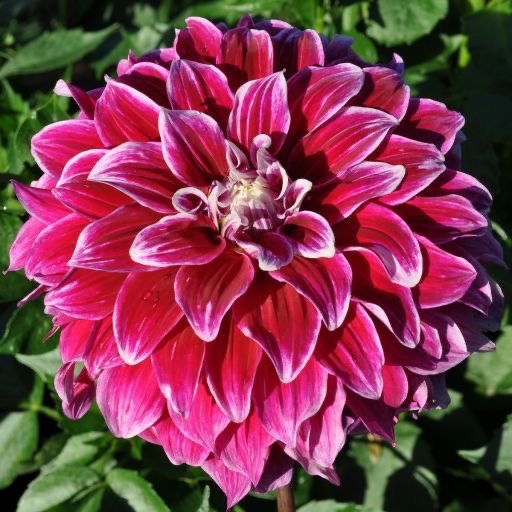 Uncle B dahlia for sale