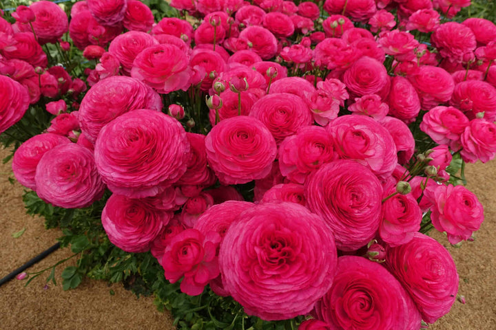 Mercury pink Romance Ranunculus