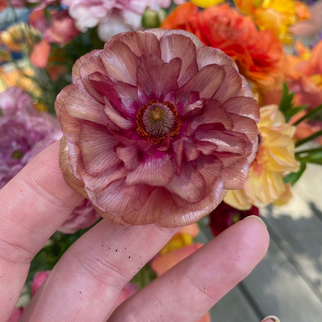 Butterfly Ranunculus Musa Corms - Limited Stock – The Happy Hour Flowers