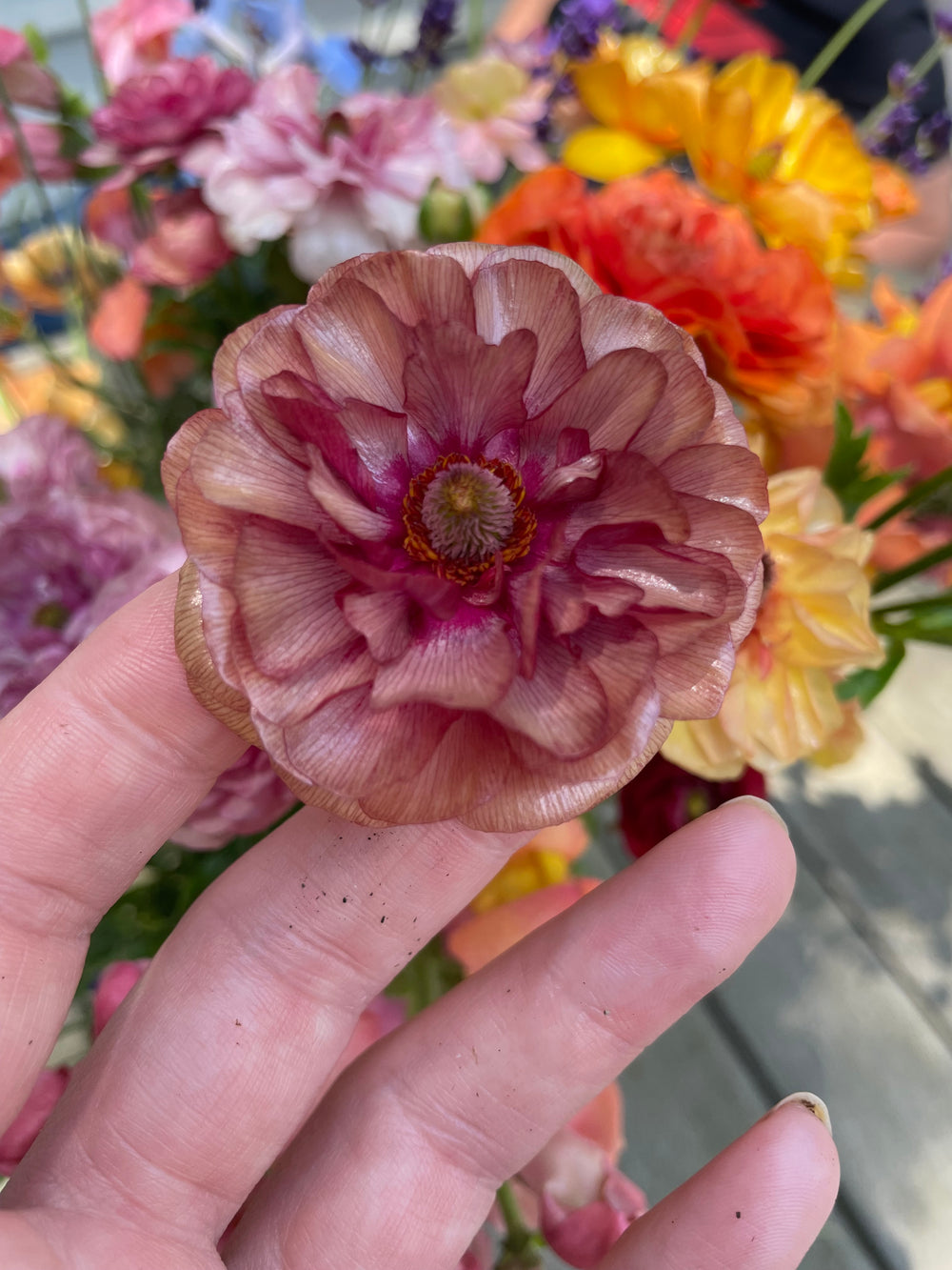 Butterfly Ranunculus Musa Blooms