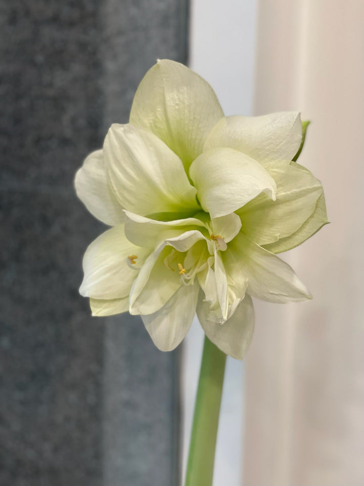 Amaryllis small pot