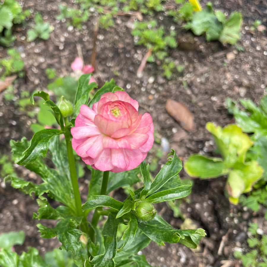 Butterfly Ranunculus Corms; Eris-Pack of 5