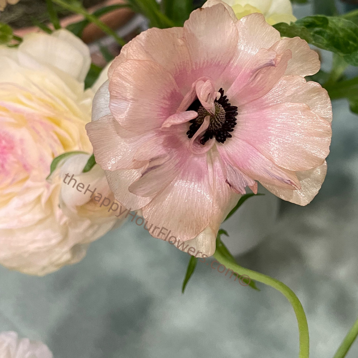 Ranunculus Butterfly Hestia Corms for Sale