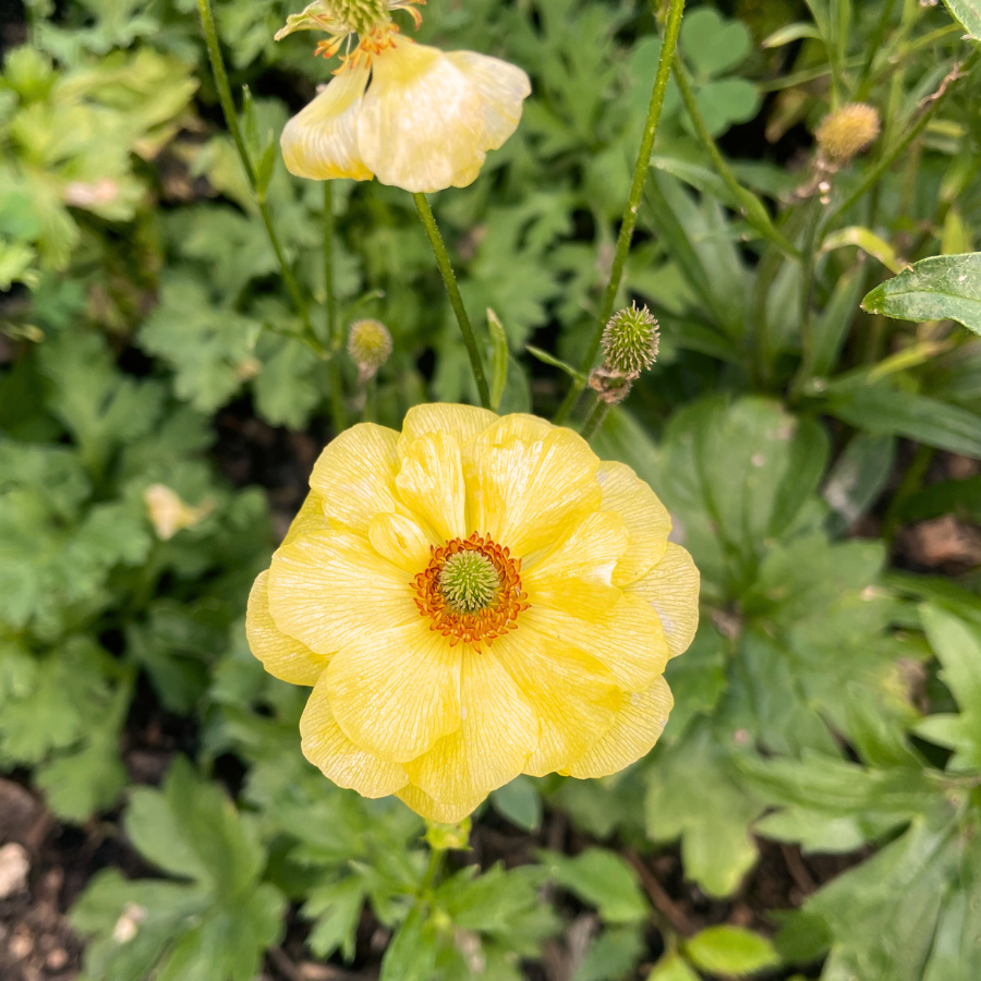 Butterfly Ranunculus Dione Corms- Pack of 5