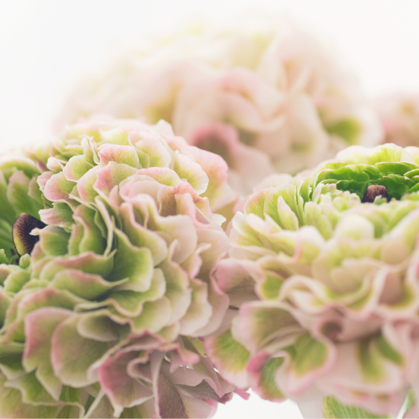 Pon Pon Cloni Ranunculus Corms, Candy, Pack of 5