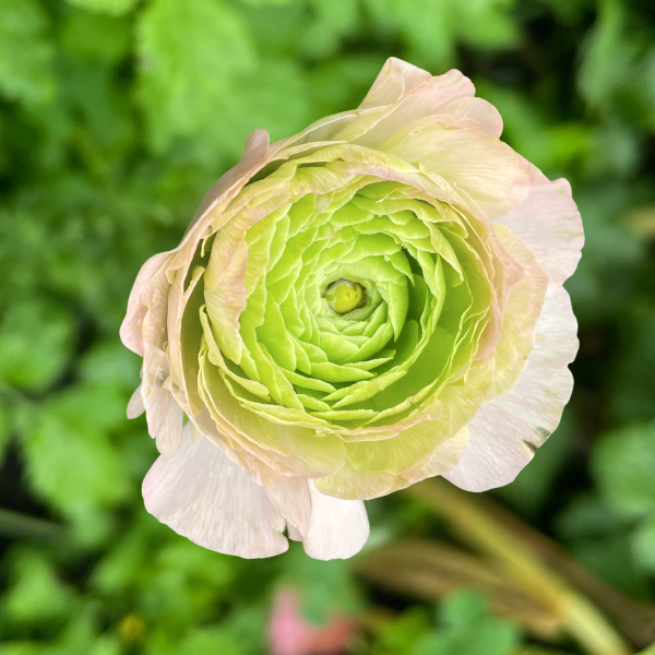 Clone Ranunculus Picardie Clone Ranunculus Corms - 5 Pack – The Happy Hour Flowers