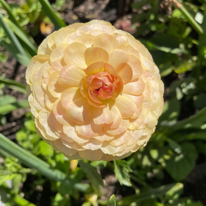 Success Cloni Ranunculus Corms; Honey- Pack of 5