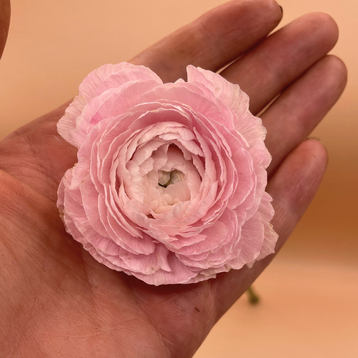 Delicate pale blush pink ranunculus flower held gently in a hand, highlighting Clone Ranunculus Corms; Ginette. Perfect for weddings, these Ginette Blush Pink Ranunculus corms for sale are a must-have for florists.