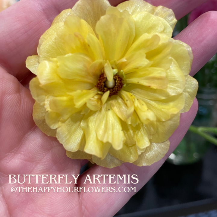 Butterfly Ranunculus Artemis