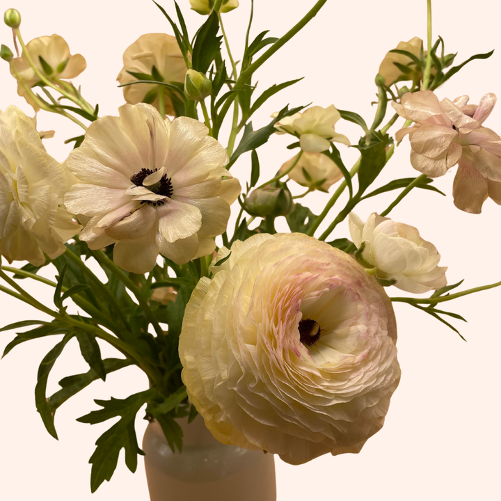 Elegance Ranunculus Corms; Bianco Sfumato- Pack of 10