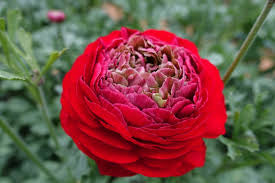 Romance Ranunculus Corms; Odon- Pack of 5