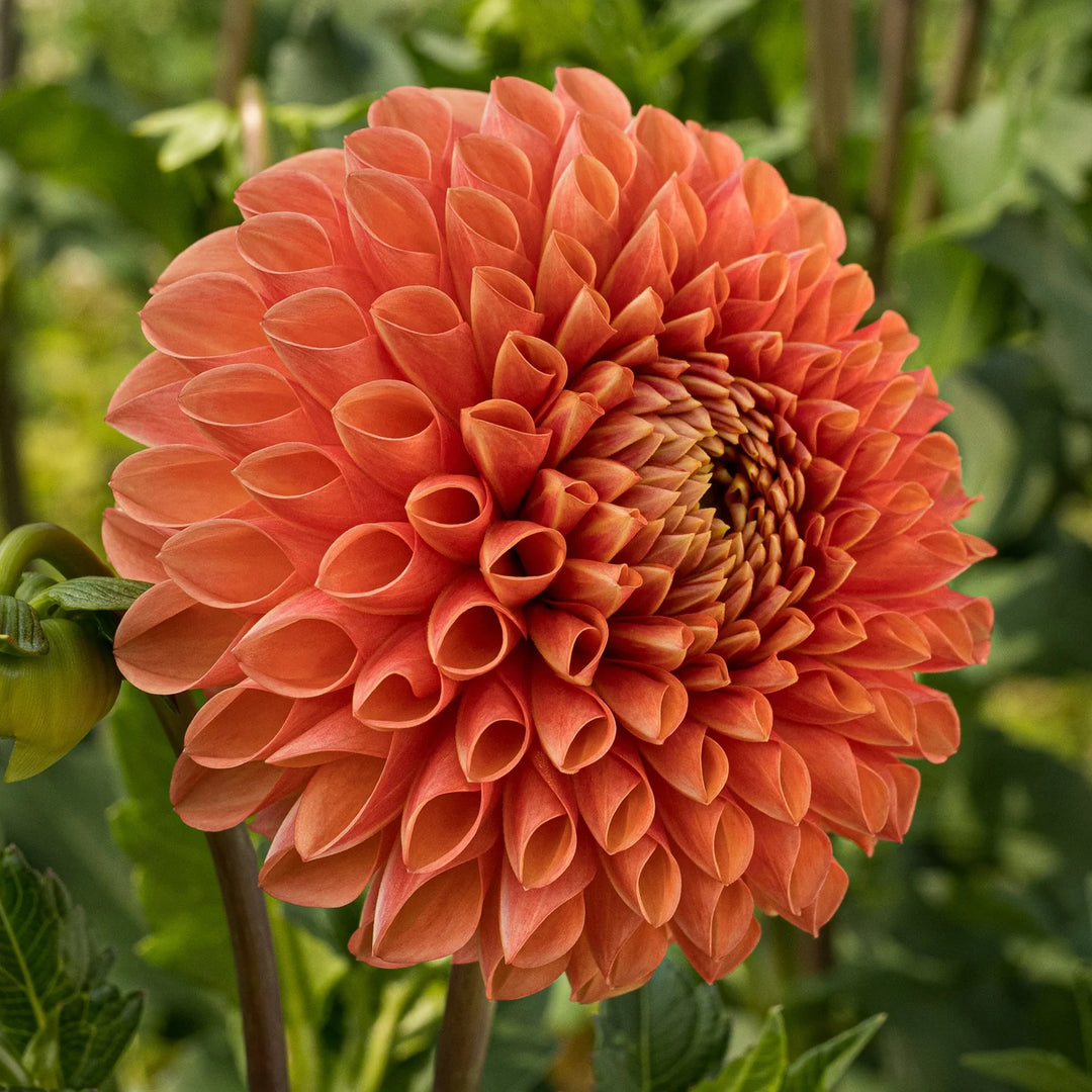 Jowey Linda Pink apricot Ball Dahlia