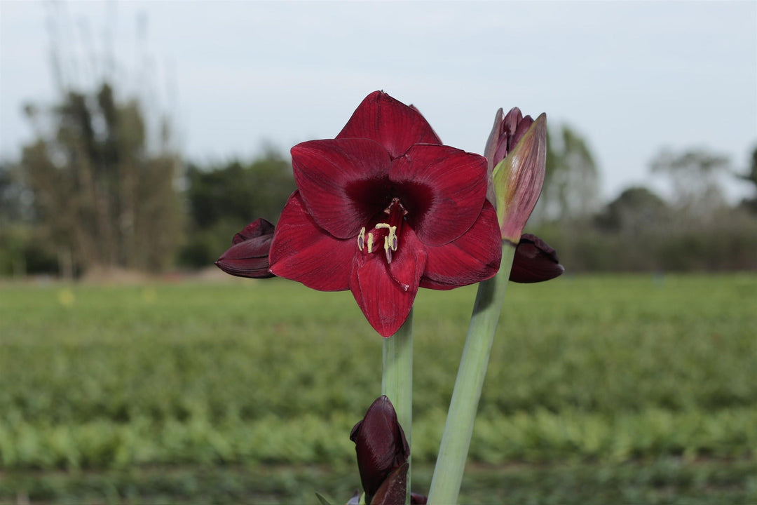 Amaryllis small pot