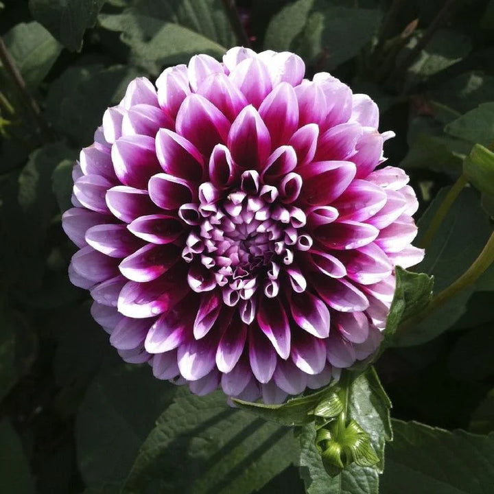 Edinburgh purple and white dahlia