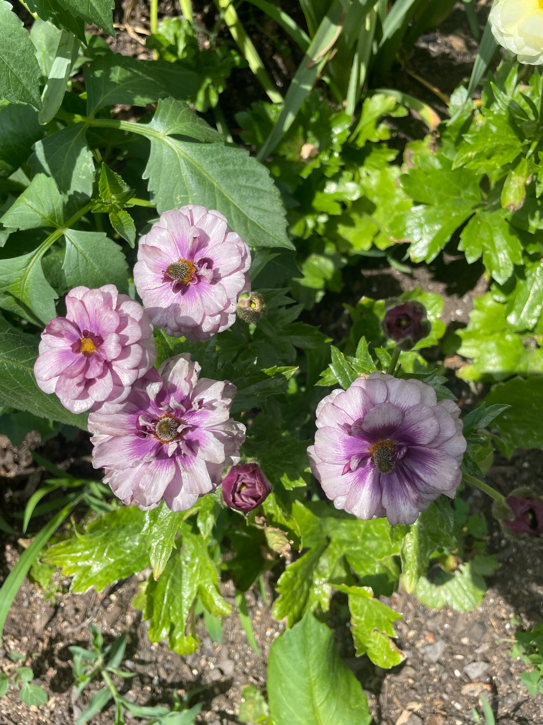 Butterfly Ranunculus Thiva- Pack of 5 Corms