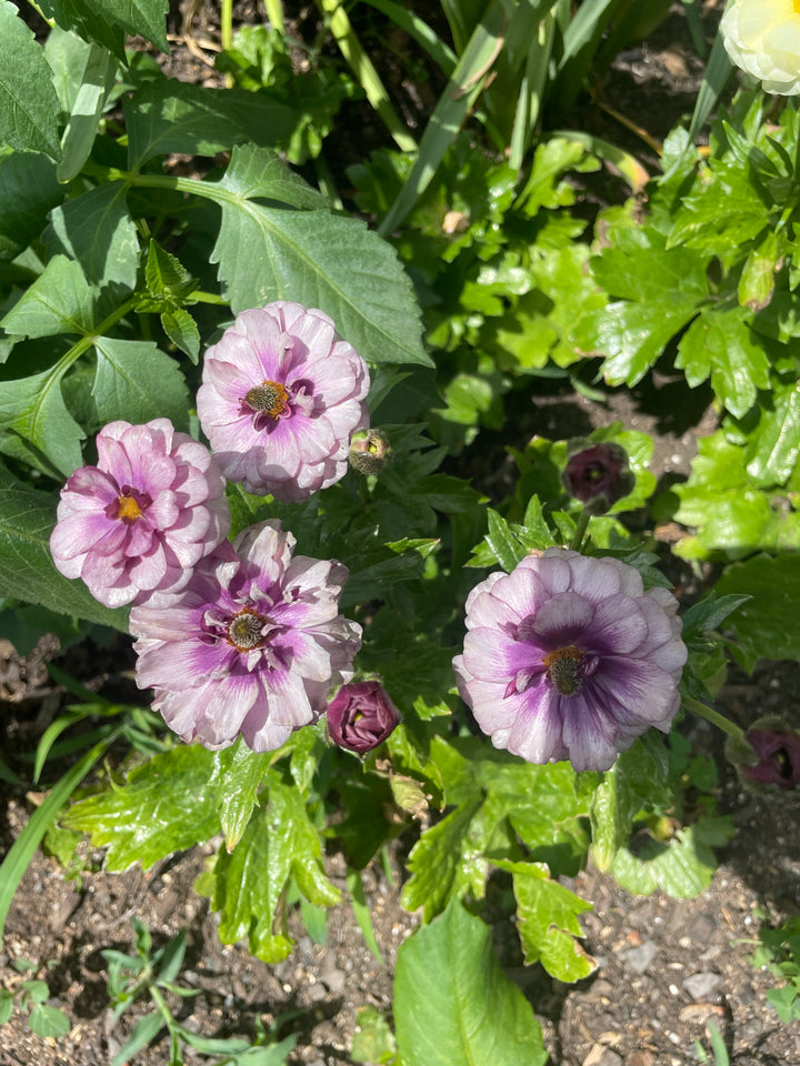 Thiva Butterfly Ranunculus