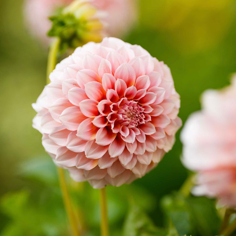 Peaches Dahlia