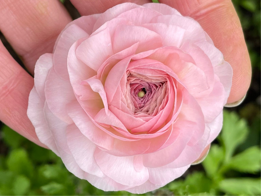 Romance Ranunculus Maritime