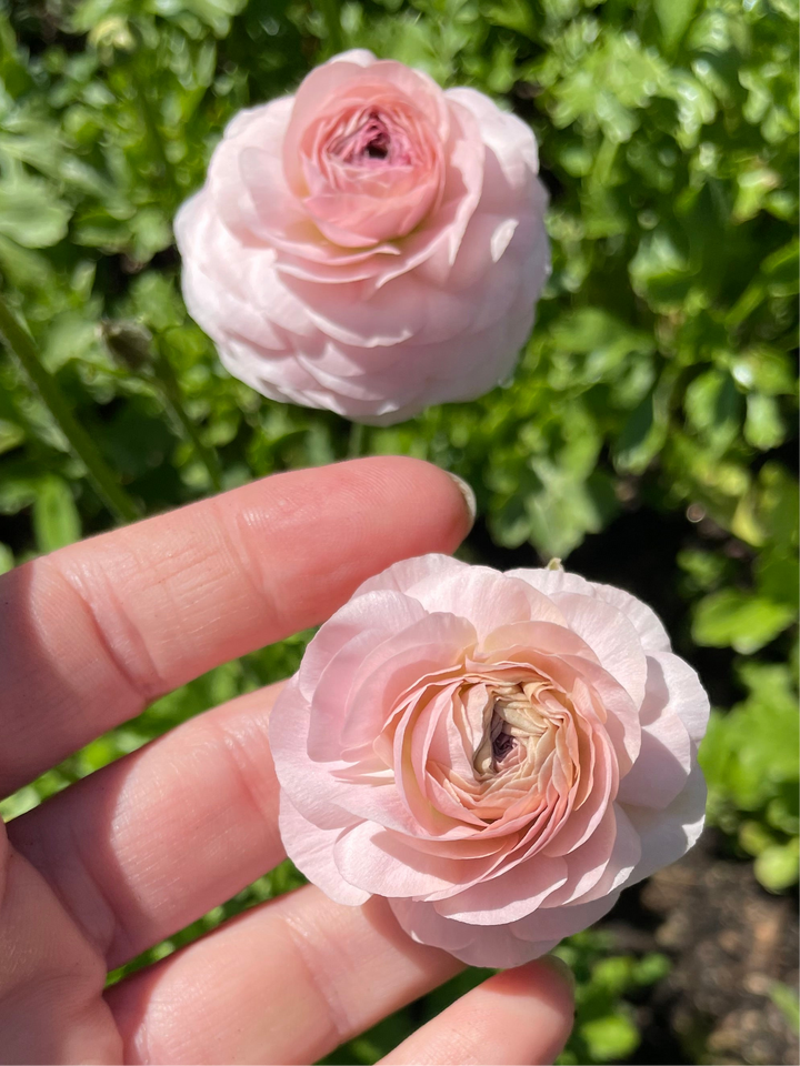 Romance Ranunculus Maritime Blush