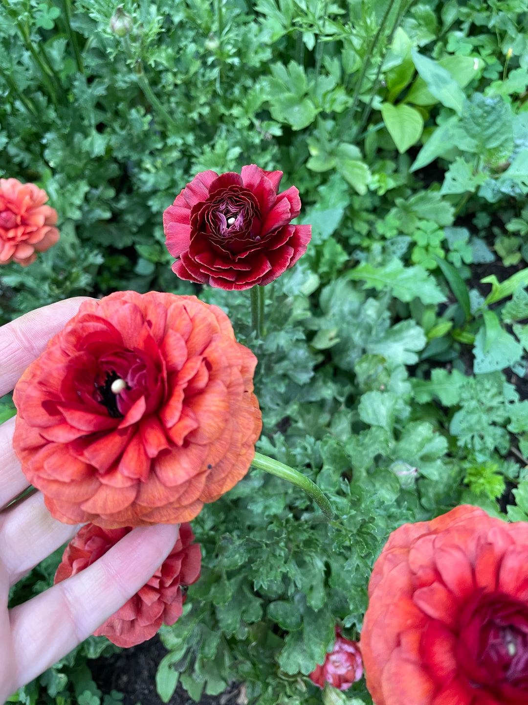 Romance Ranunculus Get Lucky