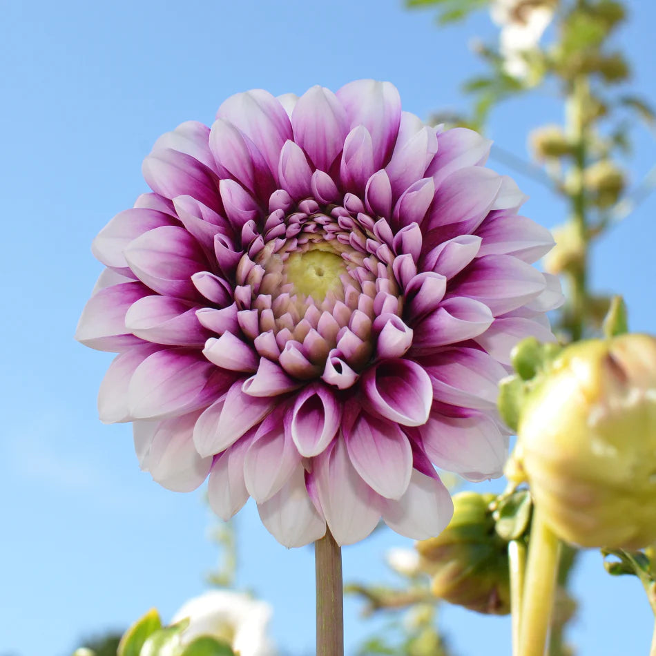 Edinburgh Dahlia