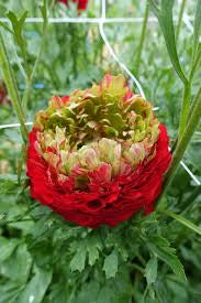 Romance Ranunculus Corms; Odon- Pack of 5